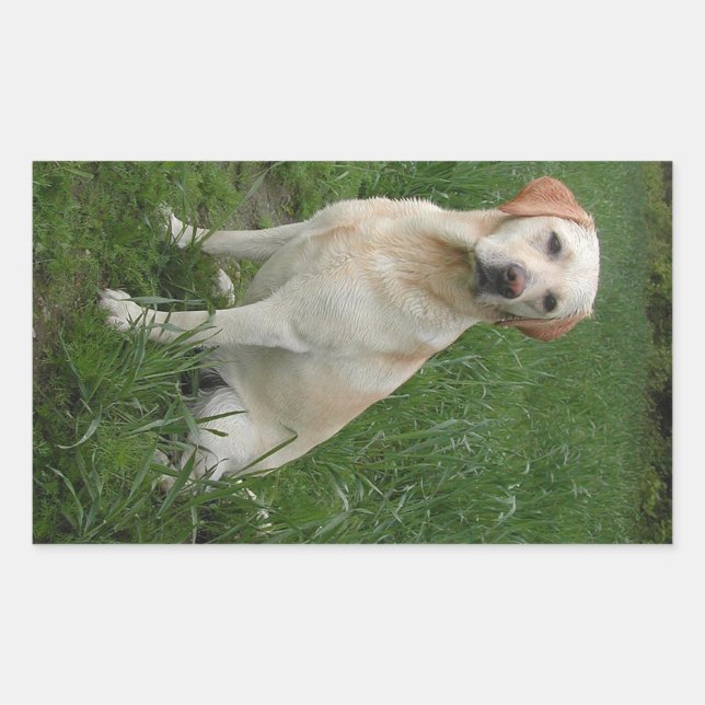 Sticker Rectangulaire Labrador jaune assis (Devant)
