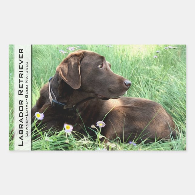 Sticker Rectangulaire Labrador Retriever Et Fleurs Violettes (Devant)