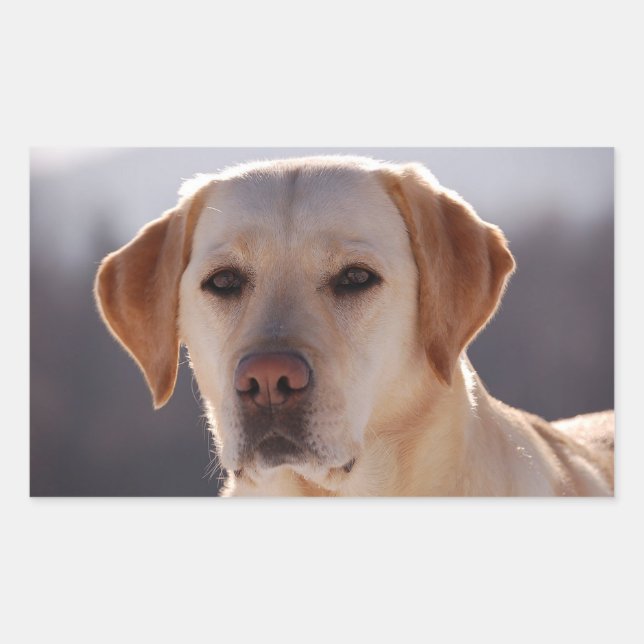 Sticker Rectangulaire Labrador Retriever jaune (Devant)
