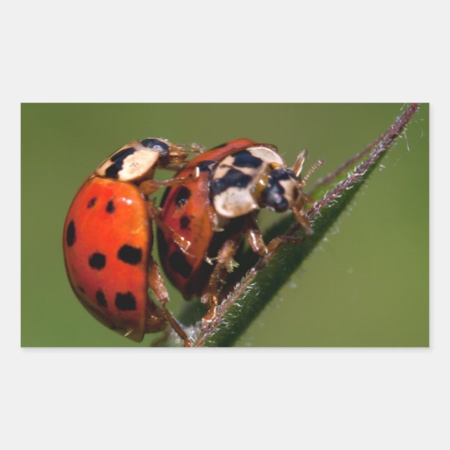 Sticker Rectangulaire Ladybugs En Amour (Devant)
