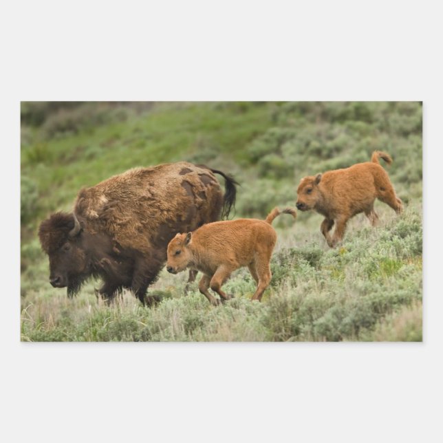 Sticker Rectangulaire Lamar Valley Mini Stampede (Devant)