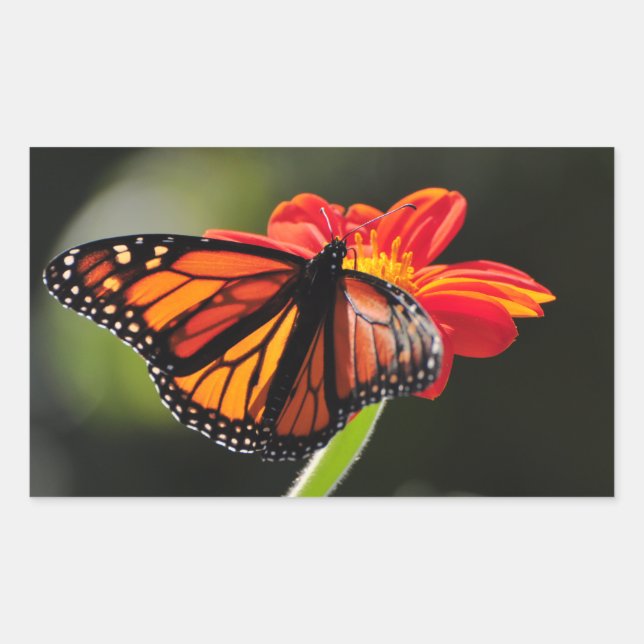 Sticker Rectangulaire Le papillon Monarque sur la tortue de tournesol me (Devant)