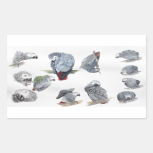 Sticker Rectangulaire Le perroquet gris africain. Exclusif conçu par Gri