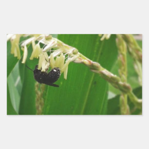 Sticker Rectangulaire Le pollen de maïs est délicieux pour les abeilles