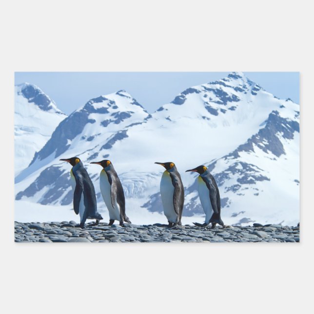 Sticker Rectangulaire Le roi Penguins de Géorgie du Sud (Devant)