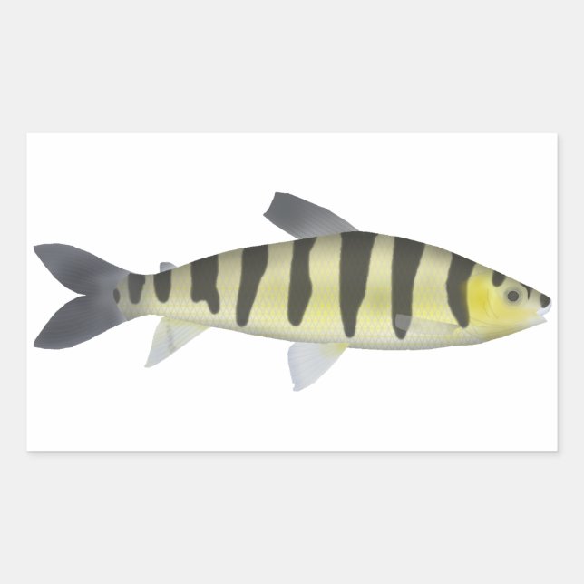 Sticker Rectangulaire Leporinus en bande (Devant)