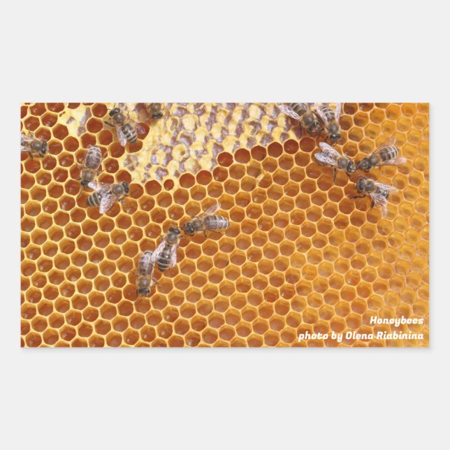 Sticker Rectangulaire Les abeilles dans une ruche (Devant)