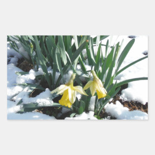 Sticker Rectangulaire Les jonquilles jaunes dans la neige
