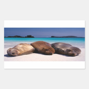 Sticker Rectangulaire Les Lions De Mer Dormir Sur La Plage   Équateur