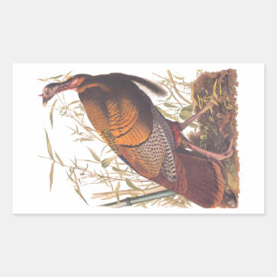 Sticker Rectangulaire Les oiseaux d'Amérique d'Audubon La Turquie sauvag
