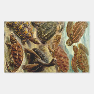 Sticker Rectangulaire Les tortues Haeckel