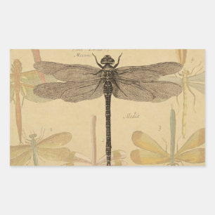 Sticker Rectangulaire Libellule Vintage Antique Classique Nature