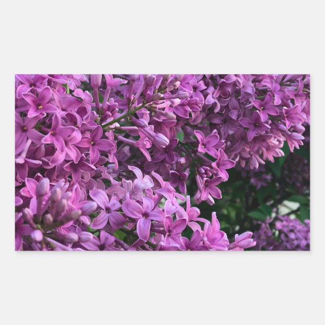 Sticker Rectangulaire lilas rose violet | photo florale rose romantique (Devant)