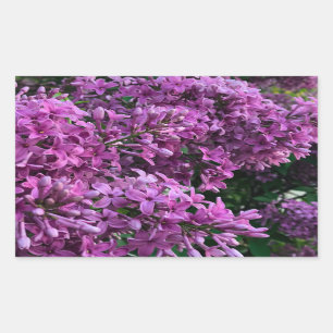 Sticker Rectangulaire lilas rose violet   photo florale rose romantique