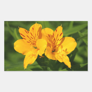 Sticker Rectangulaire Lilies péruviennes
