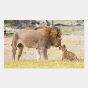 Sticker Rectangulaire Lion mâle alpha inspecte un petit