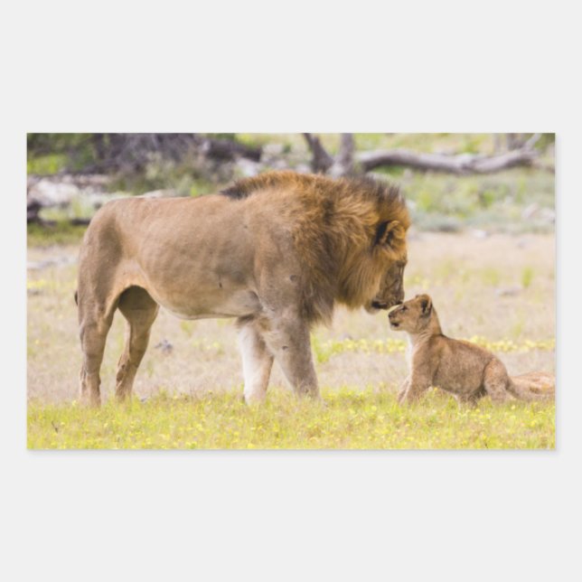 Sticker Rectangulaire Lion mâle alpha inspecte un petit (Devant)