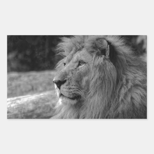 Sticker Rectangulaire Lion noir et blanc - Animal sauvage (Devant)