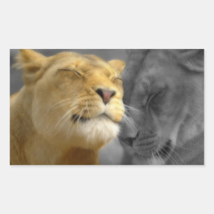 Sticker Rectangulaire Lions dans l'amour