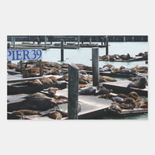 Sticker Rectangulaire Lions de mer de Pier 39