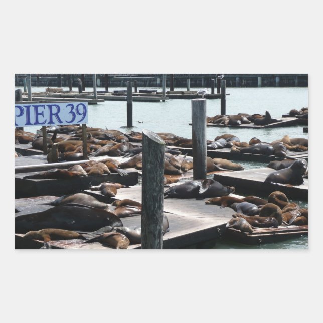 Sticker Rectangulaire Lions de mer de Pier 39 (Devant)