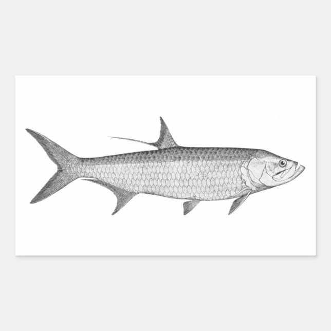 Sticker Rectangulaire Logo Tarpon (art linéaire) (Devant)