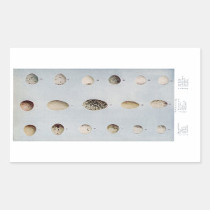 Sticker Rectangulaire L'oiseau Eggs l'histoire naturelle vintage du plat