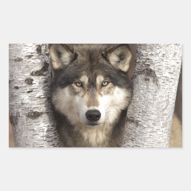 Sticker Rectangulaire Loup de bois par Jim Zuckerman (Devant)