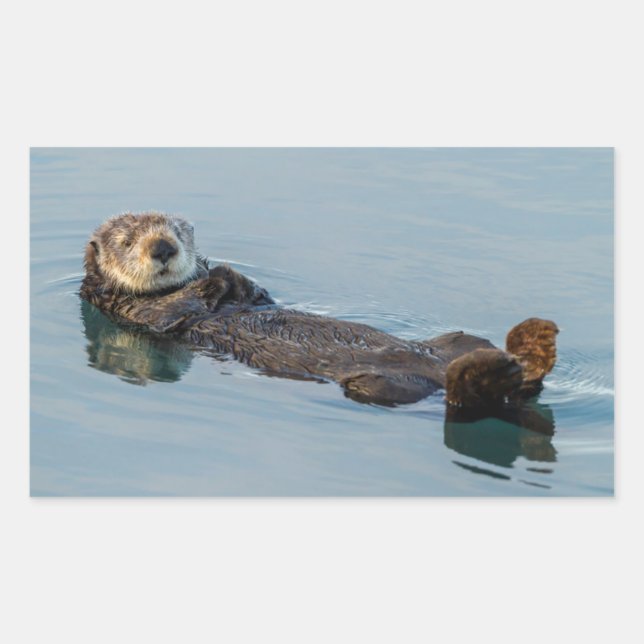 Sticker Rectangulaire Loutre de mer flottant sur le dos dans l'océan (Devant)