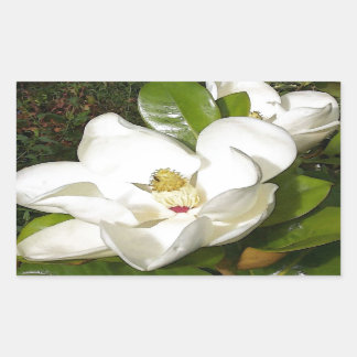 Sticker Rectangulaire Magnolia blossom