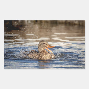 Sticker Rectangulaire Mallard Duck à Downing Park