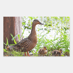 Sticker Rectangulaire Mallard et Ducklings par Shirley Taylor