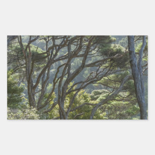 Sticker Rectangulaire Manuka Tree Forest Nouvelle-Zélande