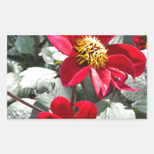 Sticker Rectangulaire marguerite rose chaud rouge / marguerites fleurs