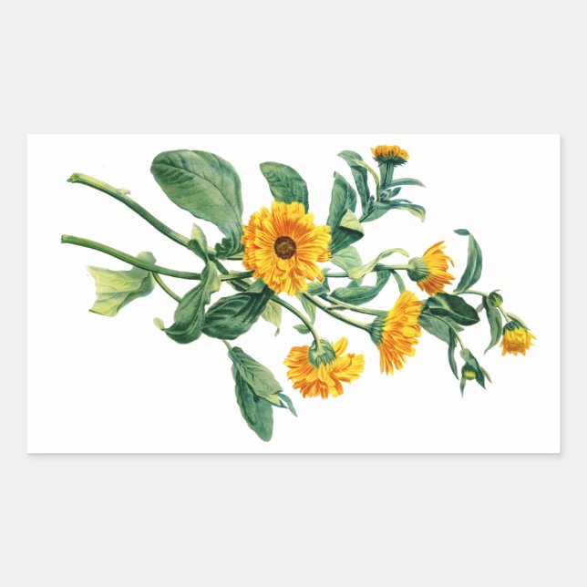 Sticker Rectangulaire Marigolds Ensoleillé Dessiné De La Nature (Devant)