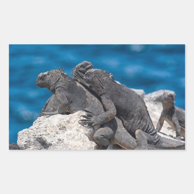 Sticker Rectangulaire Marine Iguana (Devant)