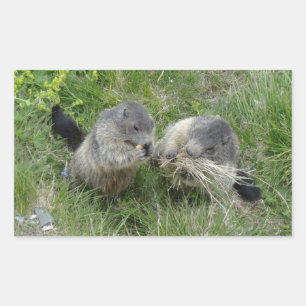 Sticker Rectangulaire Marmotte