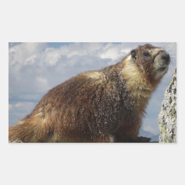 Sticker Rectangulaire Marmotte à ventre jaune en Yosemite (Devant)