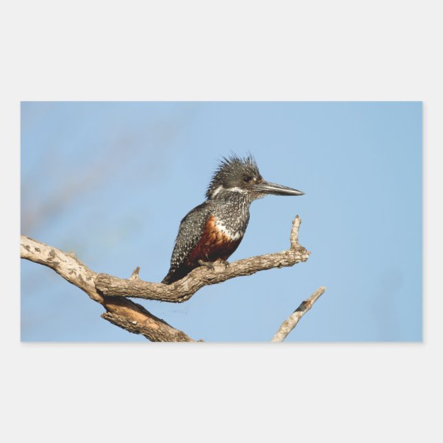Sticker Rectangulaire Martin-pêcheur géant (Devant)