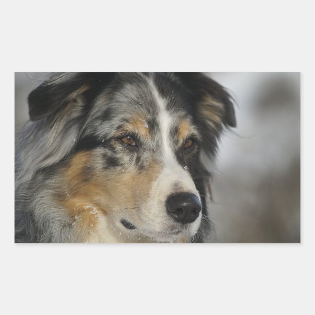 Sticker Rectangulaire Miniature American Shepherd Blue Merle second (Devant)