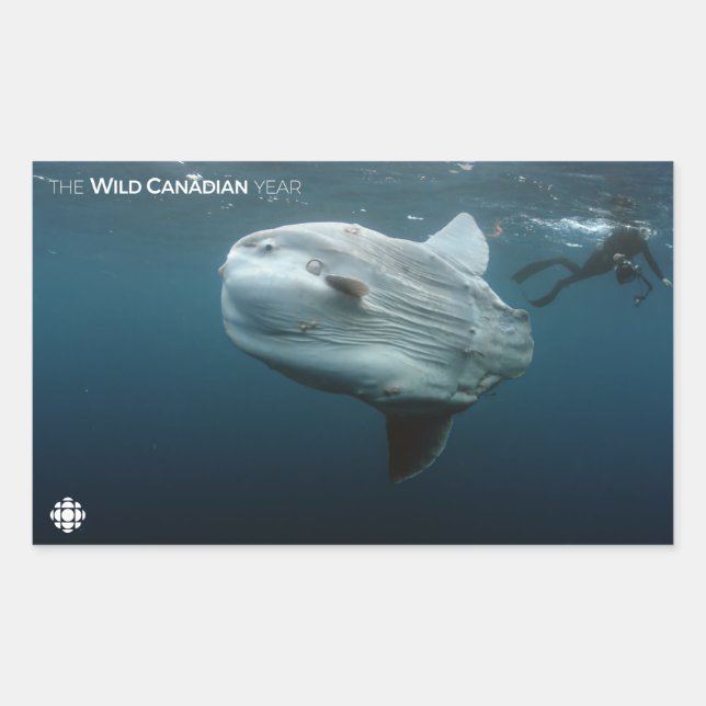 Sticker Rectangulaire Mola Mola (Devant)