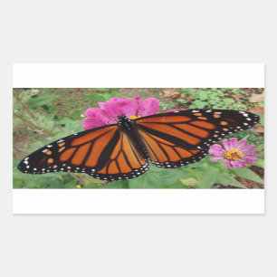 Sticker Rectangulaire Monarque avec ailes sur Pink Zinnia