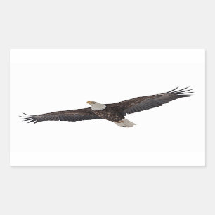 Sticker Rectangulaire Montée d'Eagle chauve