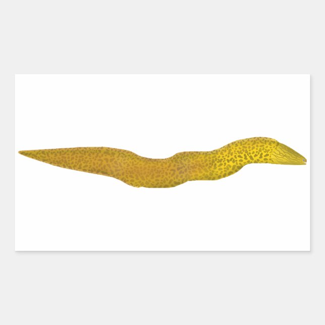Sticker Rectangulaire Moray d'eau douce (Devant)