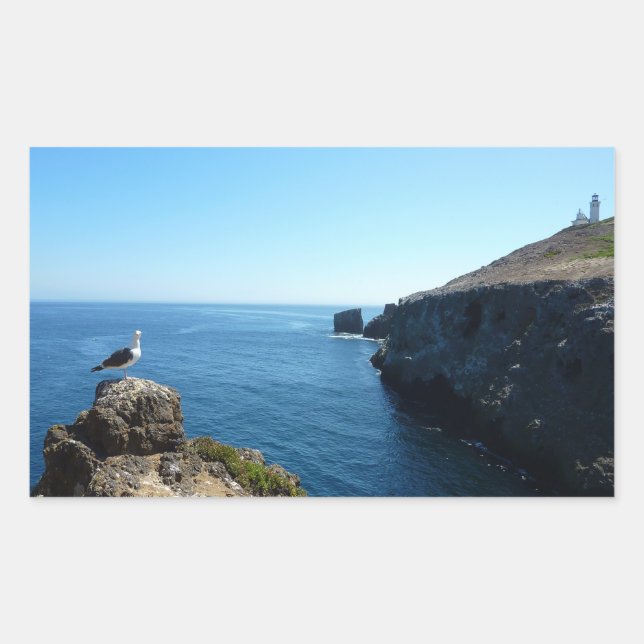 Sticker Rectangulaire Mouette sur l'île d'Anacapa dans les Channel Islan (Devant)