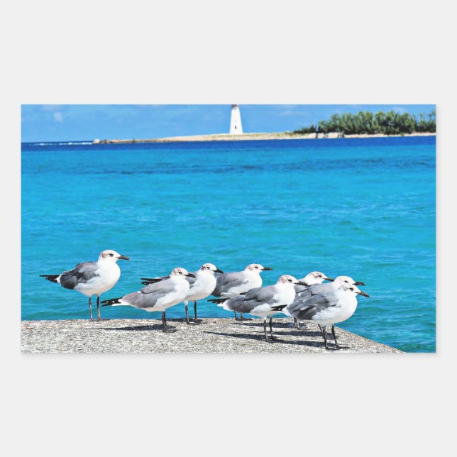 Sticker Rectangulaire Mouettes, Nassau, Bahamas  (Devant)