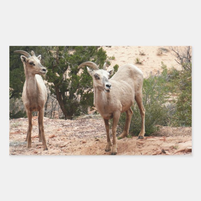Sticker Rectangulaire Mouflons drôles à Zion National Park (Devant)