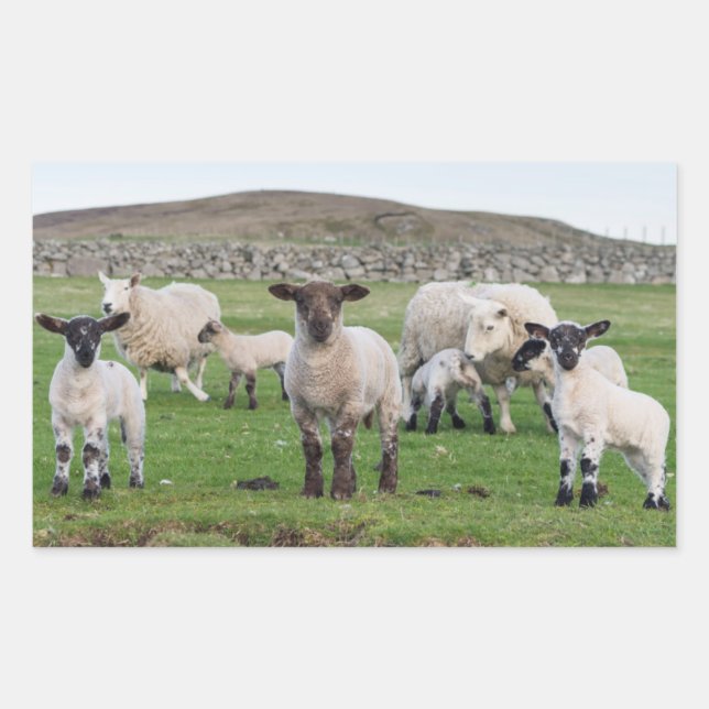 Sticker Rectangulaire Mouton des Shetland (Devant)