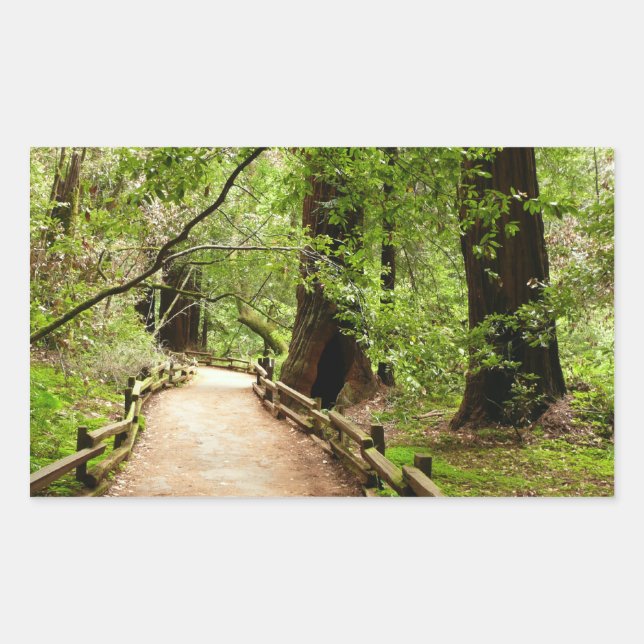 Sticker Rectangulaire Muir Woods Path II Nature Photography (Devant)