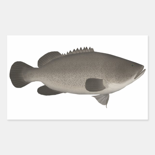 Sticker Rectangulaire Murray Cod (Devant)
